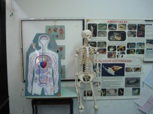 Sagoma del corpo umano raffigurante il sistema circolatorio, uno scheletro in plastica e cartellone murale dei crostacei.